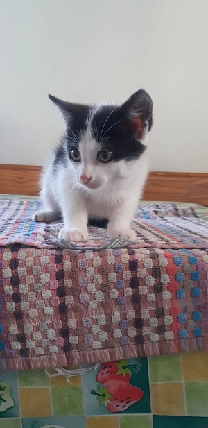 Katzen 12 Wochen alt Bild 4