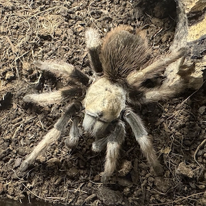 Vogelspinne - Aphonopelma chalcodes 0.1