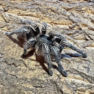 Vogelspinne - Aphonopelma seemanni 0.1