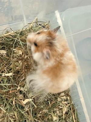 Teddy, Hamster Junge