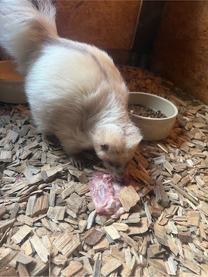 Stinktier Rüde 