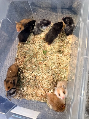 Teddyhamster Babys