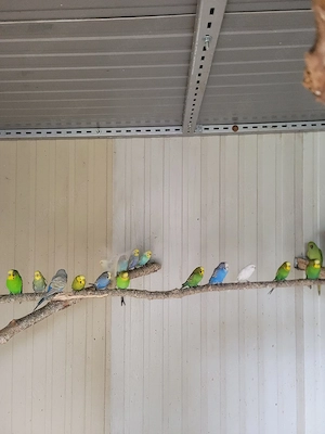 Wellensittiche verschiedene Farben 