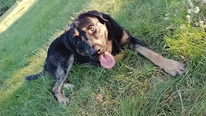 lieber voller Hund 