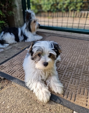 Biewer Yorkshire Terrier Welpe sucht liebevolles Zuhause