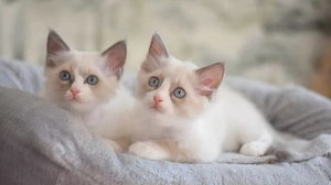 Wunderschöne Reinrassige Ragdoll-Kitten   super Zahm