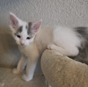 Maine Coon Kitten 