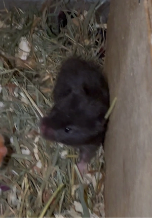 Teddyhamster