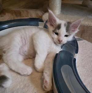 Maine Coon Kitten  Bild 2