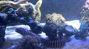 Zebramuräne ca. 80 cm Meerwasser