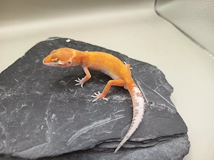 1.0 Leopardgecko Holdback Release für Hamm 