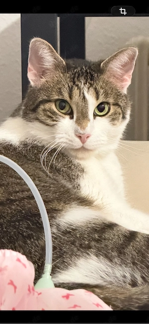 Simba sucht ein neues Zuhause  Bild 2