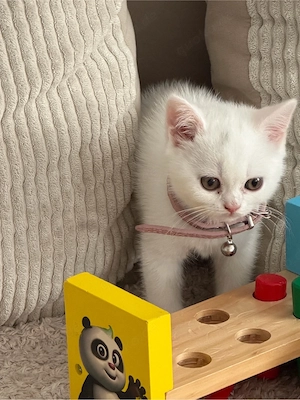 Britisch Kurzhaar Katze   weiblich , weiß 