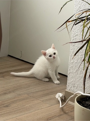 Britisch Kurzhaar Katze   weiblich , weiß  Bild 4