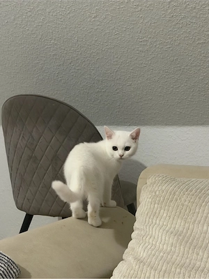Britisch Kurzhaar Katze   weiblich , weiß  Bild 3