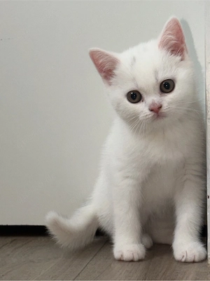 Britisch Kurzhaar Katze   weiblich , weiß  Bild 2
