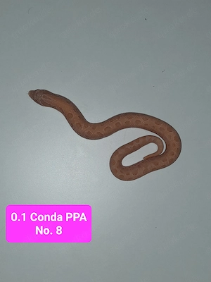 Heterodon nasicus Hakennasennatter PPA