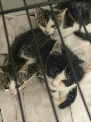 britisch kurzhaar mix kitten 