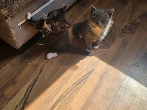 Maincoon Ekh Mix Kitten 