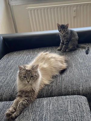 Mutter und Kitten abzugeben. 