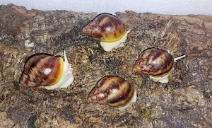 Archachatina Ventricosa Albinobody, Achatschnecken