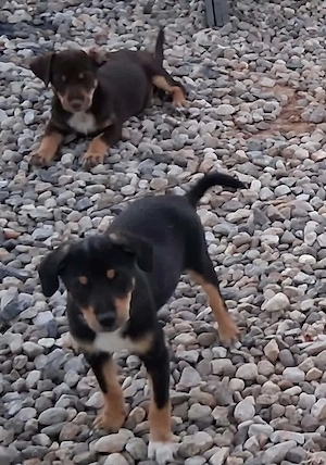 4 Liebevollen Mischlingswelpen Dackel, Dachshund, Husky, Terrier, Chihuahua, Pinscher Mix
