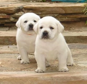 schneeweißen Labrador welpen