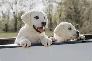 schneeweißen Labrador welpen