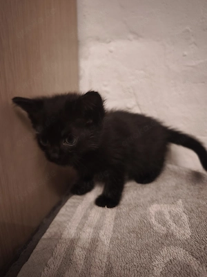 katzennaby kitten *zusammen*