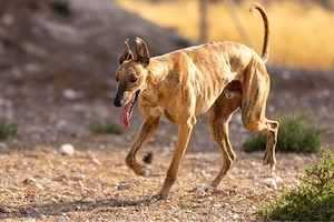     Galgoherz Tigreton wartet auf seine eigene Familie