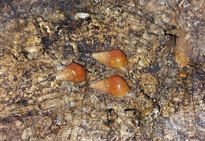 Limicolaria (3 verschiedene Unterarten), kleine Achatschnecken Bild 2