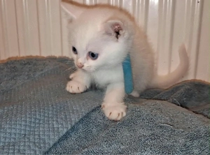 babykatzen