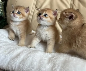 Süßen Britisch Kurzhaar Kitten 