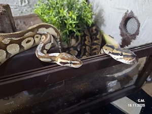 2 Königspython + Terrarium (150x60c60) 