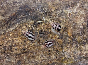 Limicolaria (3 verschiedene Unterarten), kleine Achatschnecken Bild 4