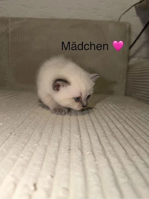 BKH Kitten in liebevolle hände abzugeben Bild 1