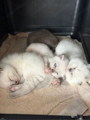 BKH Kitten in liebevolle hände abzugeben Bild 4