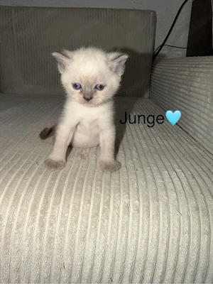 BKH Kitten in liebevolle hände abzugeben Bild 5