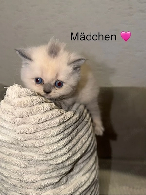 BKH Kitten in liebevolle hände abzugeben Bild 2