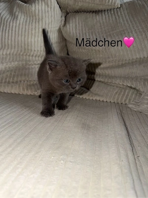 BKH Kitten in liebevolle hände abzugeben Bild 3