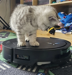 Wunderschöne BKH Kitten (Britisch Kurzhaar)
