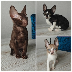 Cornish Rex Kitten Welpen suchen ein liebevolles Zuhause 