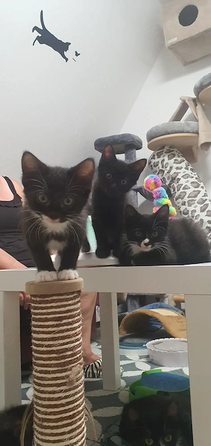 Mia und Mogli suchen ein Zuhause