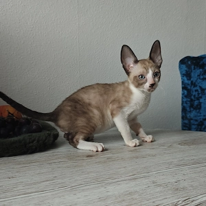 Cornish Rex Kitten Welpen suchen ein liebevolles Zuhause 