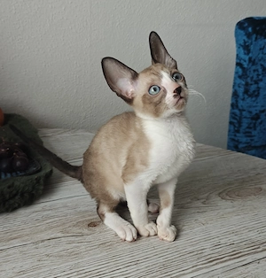 Cornish Rex Kitten Welpen suchen ein liebevolles Zuhause 