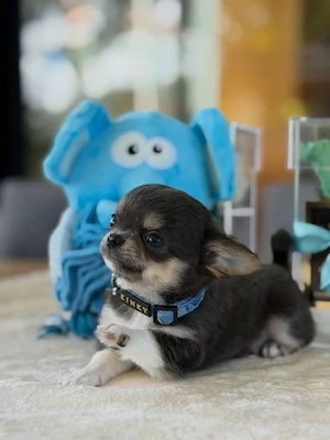 Chihuahua-Welpen mit viel Liebe suchen ein Zuhause Writing