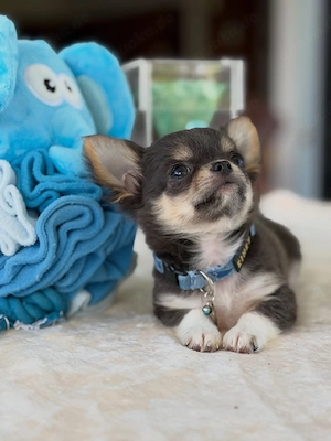 Chihuahua-Mädchen sucht ein behütetes Für-immer-Zuhause