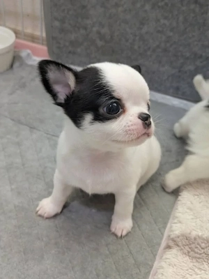 Chihuahua-Welpen in liebevolle Hände abzugeben