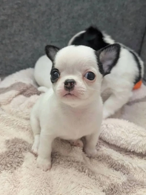    Kleine Chihuahua-Persönlichkeiten suchen ihr Zuhause