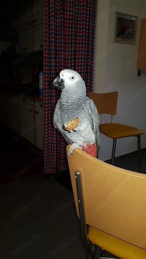 Graupapagei handzahm abzugeben Bild 3